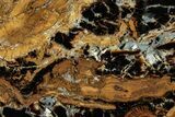 Petrified Wood (Sycamore) Stand-Up - Parker, Colorado #302936-1